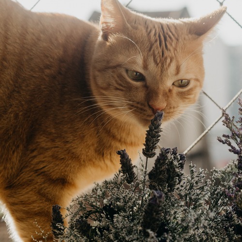 Cat sniffing plants on a window seal 